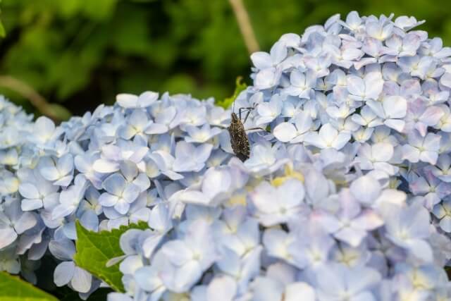 カメムシと紫陽花